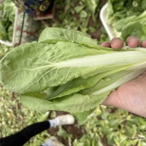 通货小白菜、小白菜基地