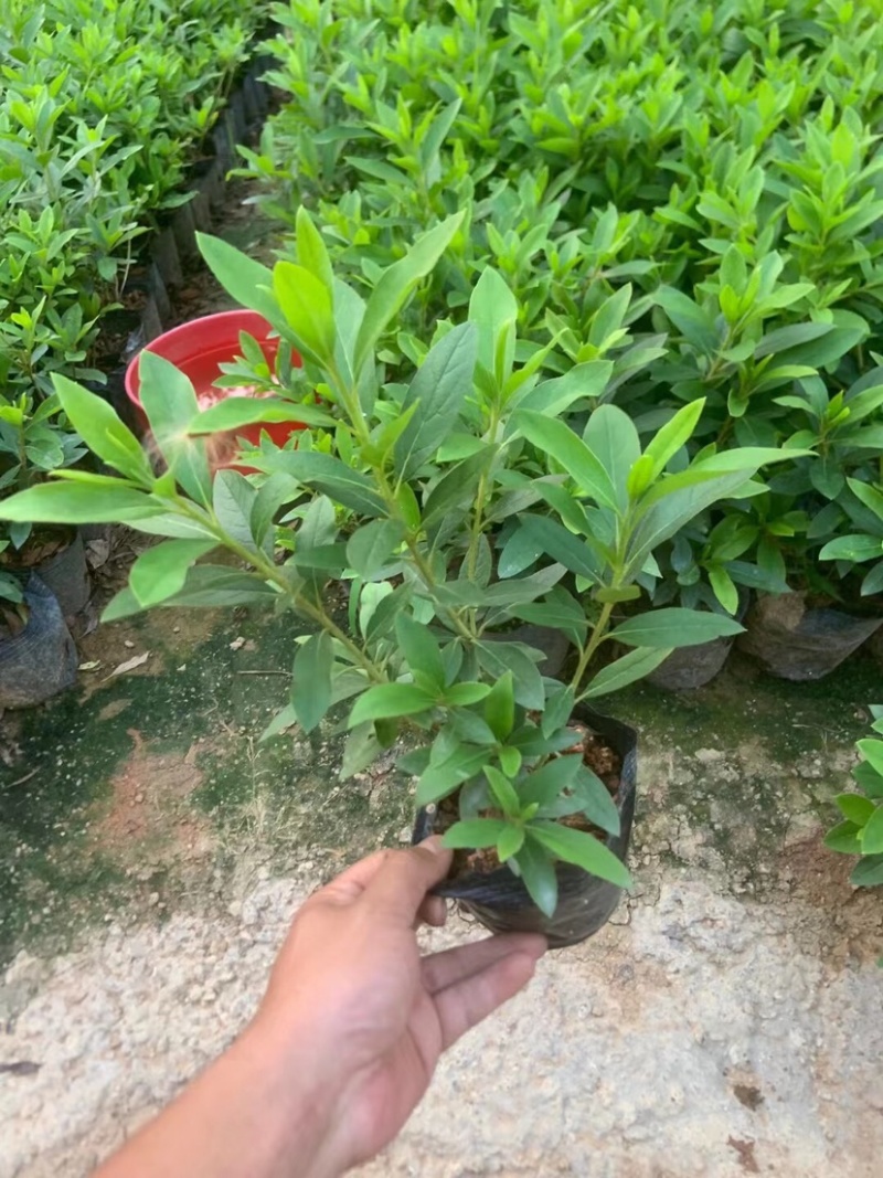 毛杜鹃小杯中杯基地直销质量优质欢迎老板来电咨询合作