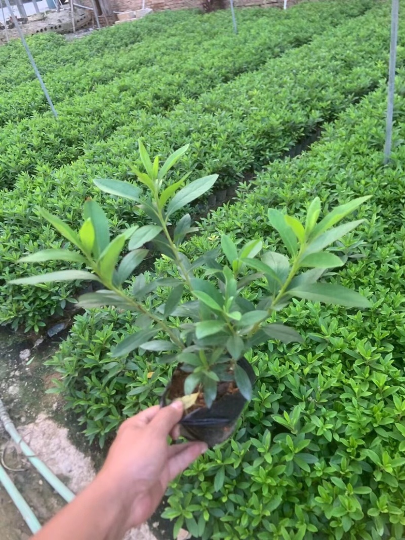 毛杜鹃小杯中杯基地直销质量优质欢迎老板来电咨询合作