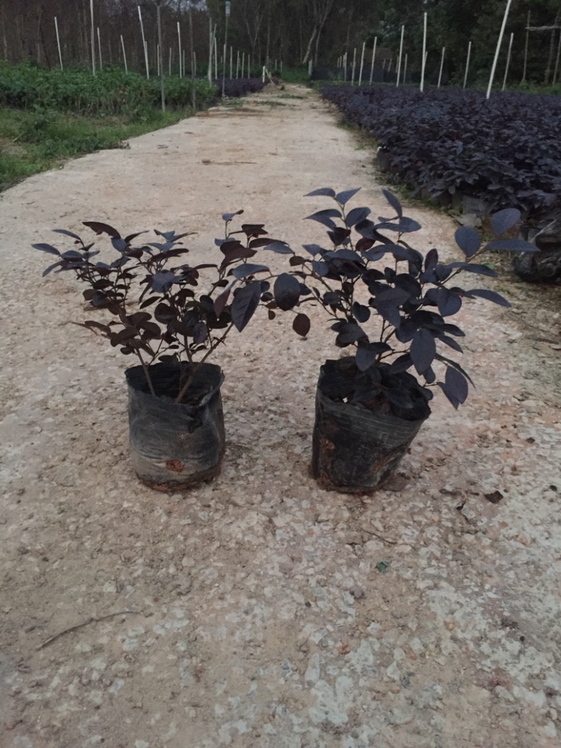 红花继木小杯中杯基地直销质量优质欢迎老板来电洽谈合作