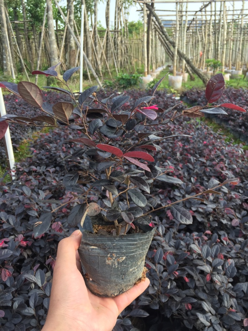 红花继木小杯中杯基地直销质量优质欢迎老板来电洽谈合作