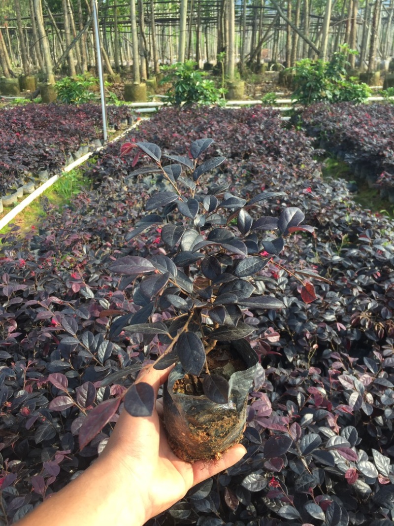 红花继木小杯中杯基地直销质量优质欢迎老板来电洽谈合作