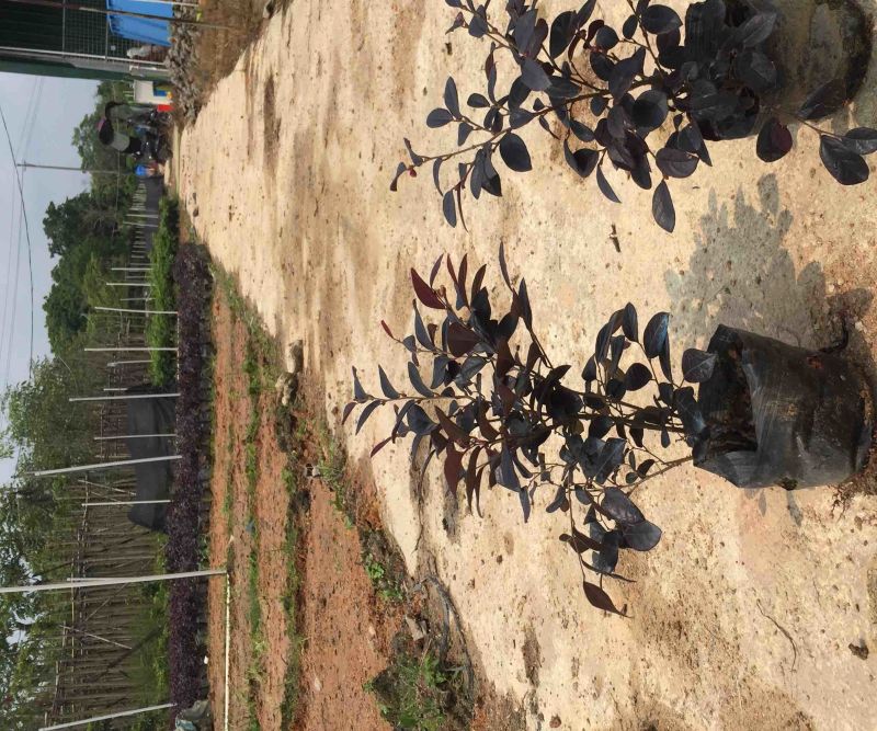 红花继木小杯中杯基地直销质量优质欢迎老板来电洽谈合作