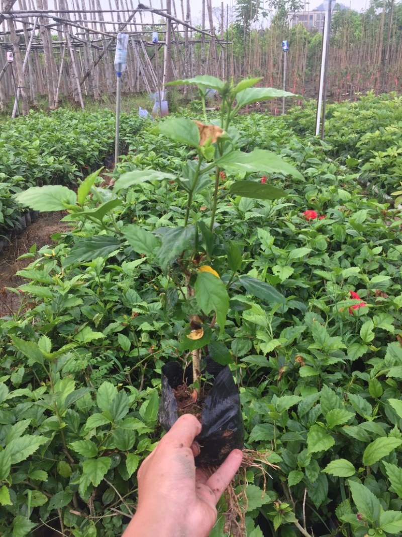 扶桑小杯中杯基地质量优质欢迎老板前来咨询合作