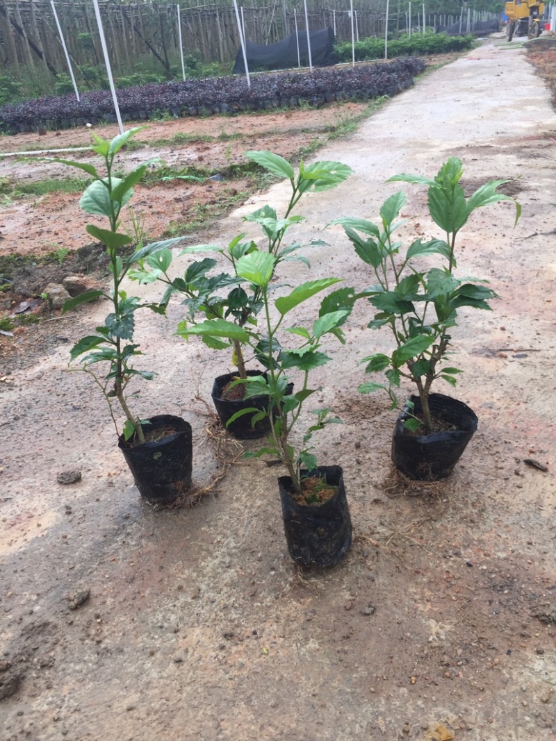 扶桑小杯中杯基地质量优质欢迎老板前来咨询合作
