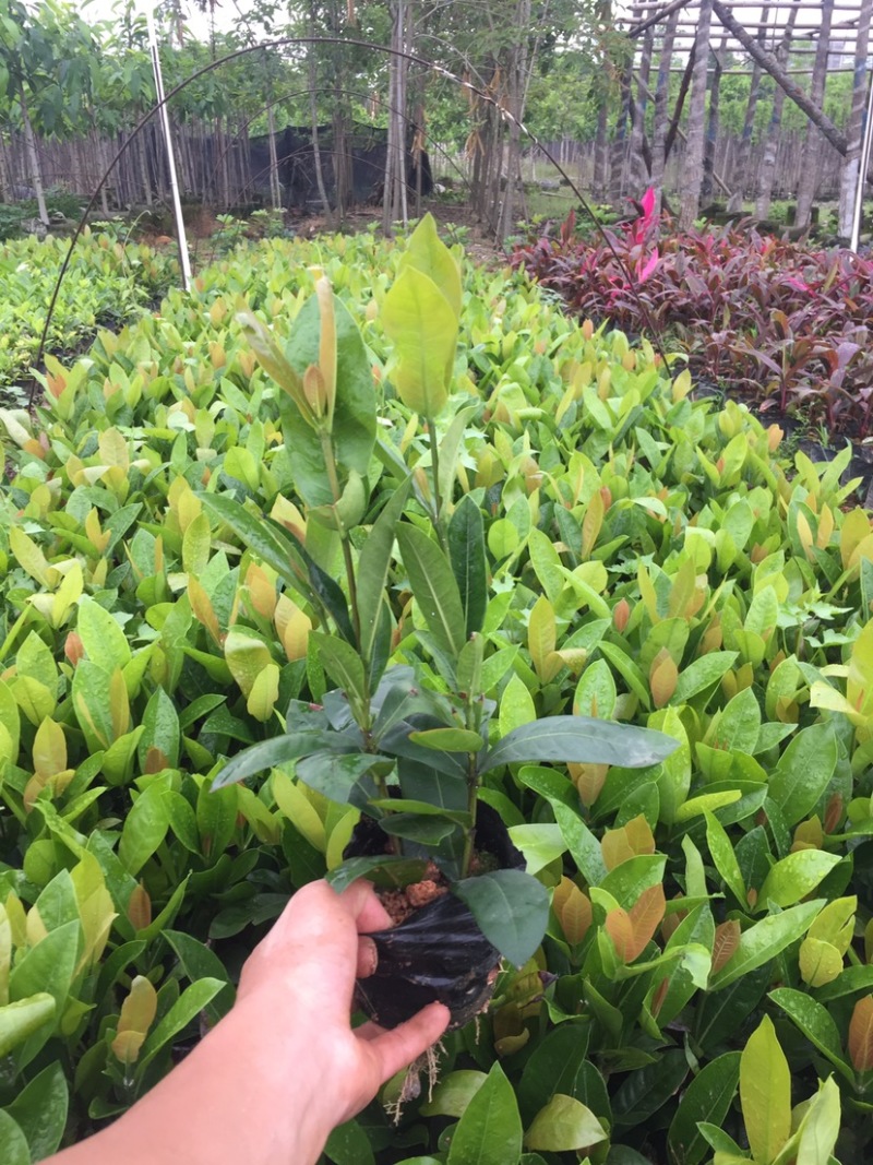 龙船花小杯中杯基地直销质量优质欢迎老板来电咨询合作
