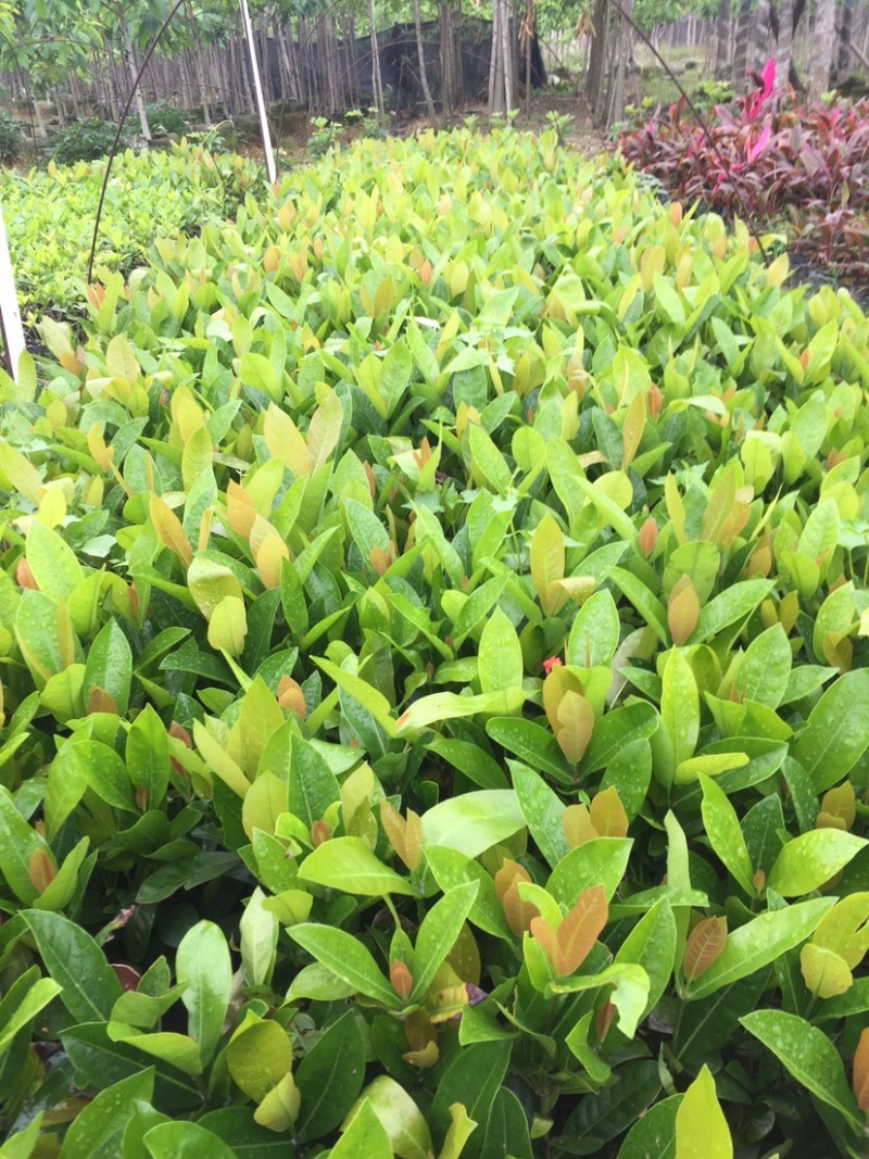 龙船花小杯中杯基地直销质量优质欢迎老板来电咨询合作