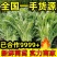 【诚信】精品优质小叶茼蒿现摘现发全国发货新鲜蔬菜常年供应