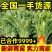 【诚信】精品优质小叶茼蒿现摘现发全国发货新鲜蔬菜常年供应