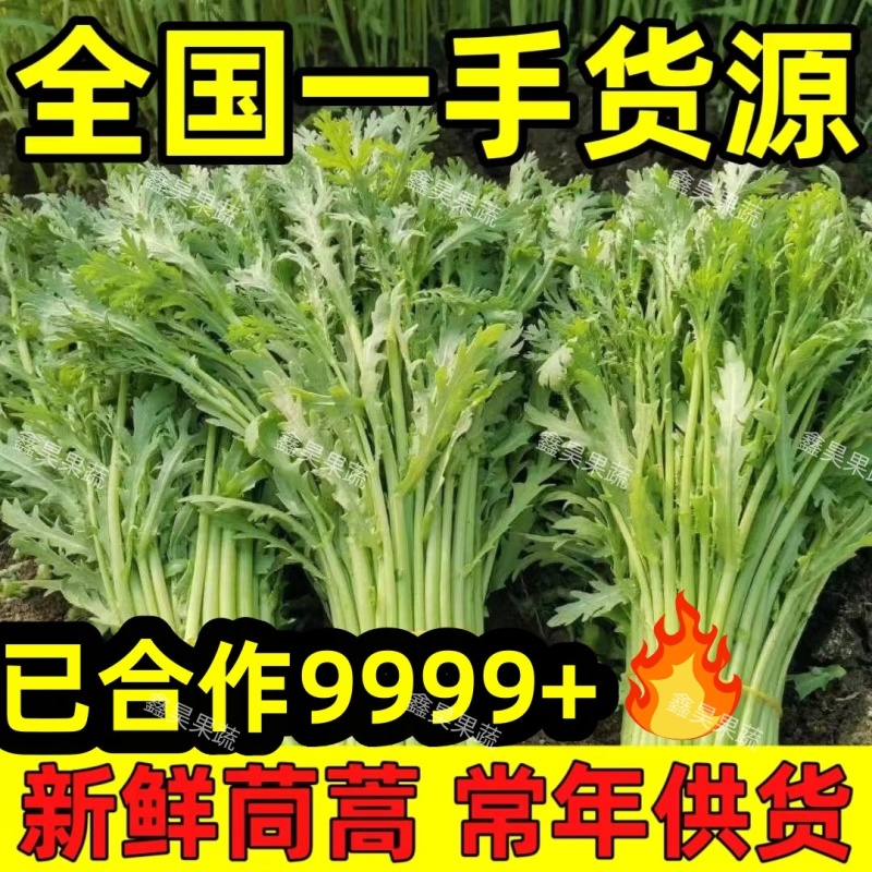 【诚信】精品优质小叶茼蒿现摘现发全国发货新鲜蔬菜常年供应