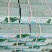 海带苗小海带火锅海带苗脱盐海带苗海带芽海带产地直接发货