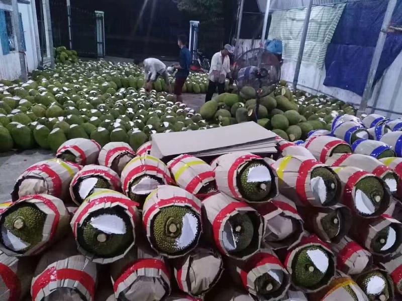 越南红菠萝蜜印尼红菠萝蜜供应，越南工厂资源，合作首选