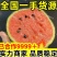 【热卖】山东全美2K西瓜小糖丸西瓜新鲜小吊瓜