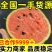 【热卖】山东全美2K西瓜小糖丸西瓜新鲜小吊瓜