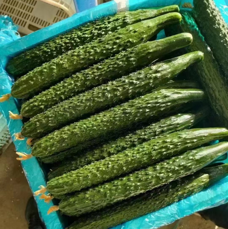 精品黄瓜，大量供货，质量保证