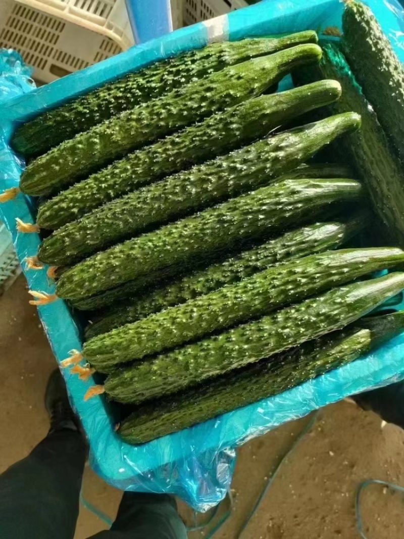 精品黄瓜，大量供货，质量保证