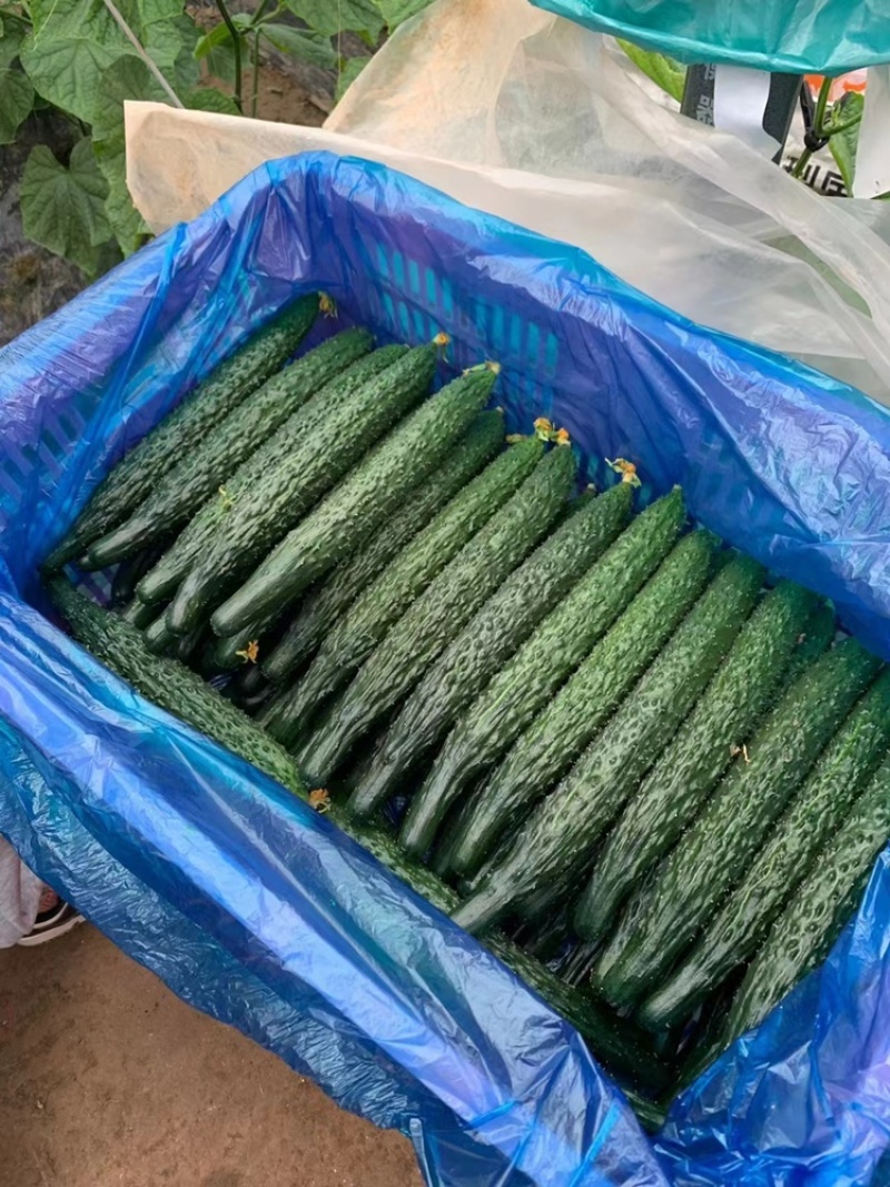 精品黄瓜，大量供货，质量保证