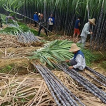 广西精品甘蔗产地一手价格，品质好，甜度高，个头大