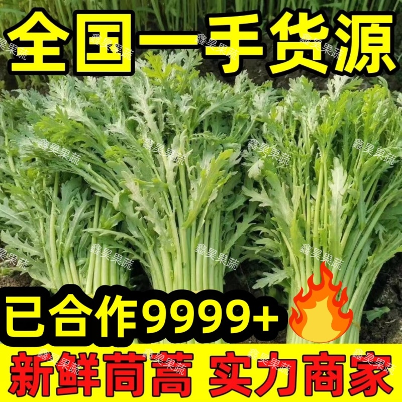 【诚信】精品优质小叶茼蒿现摘现发全国发货新鲜蔬菜常年供应