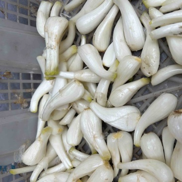 新鲜藠头，精品