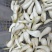 新鲜藠头，精品
