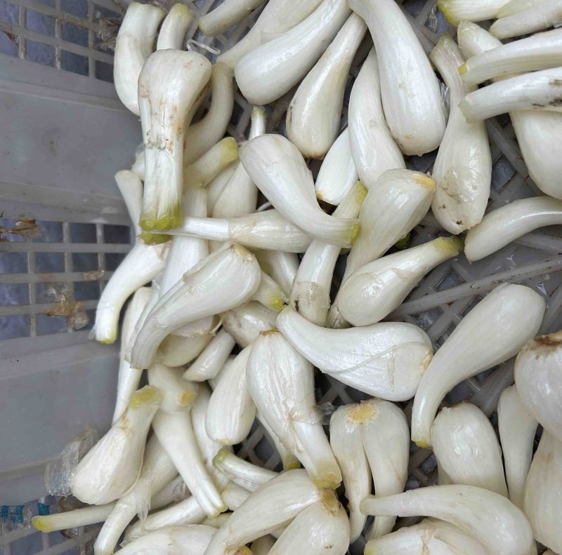 新鲜藠头，精品