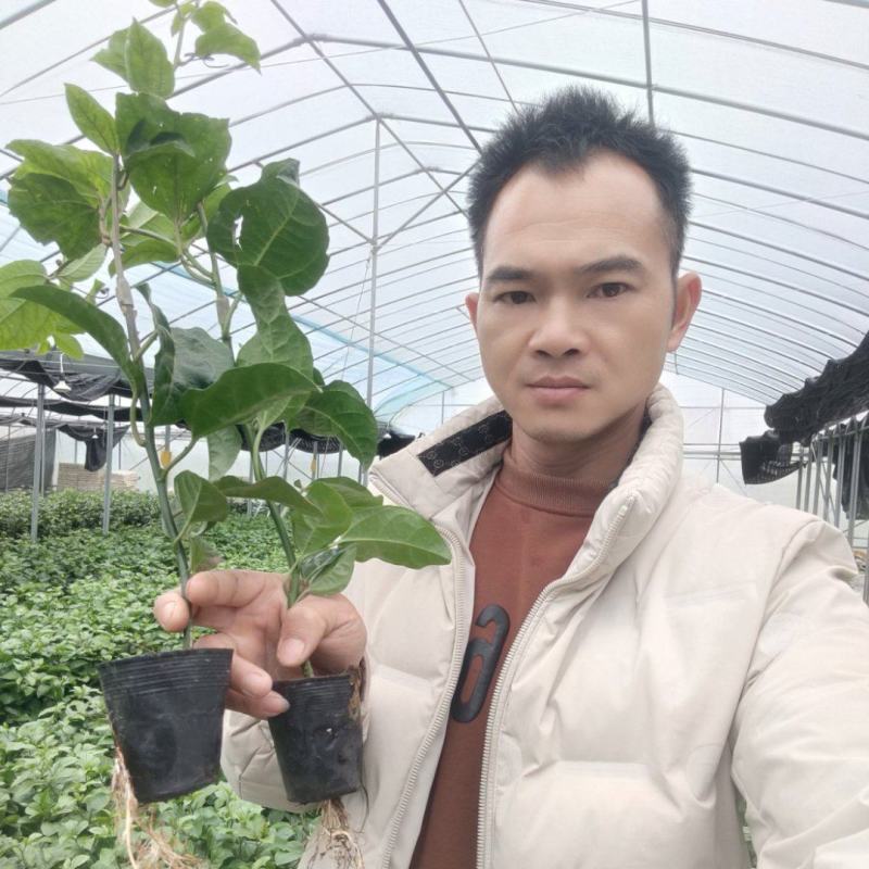 钦蜜九号百香果苗