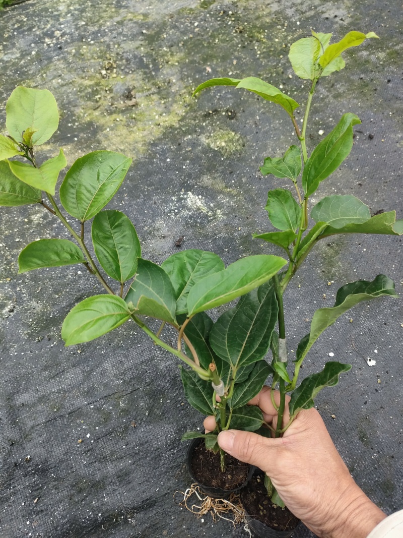 钦蜜九号百香果苗
