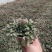 荷兰菊