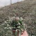 荷兰菊