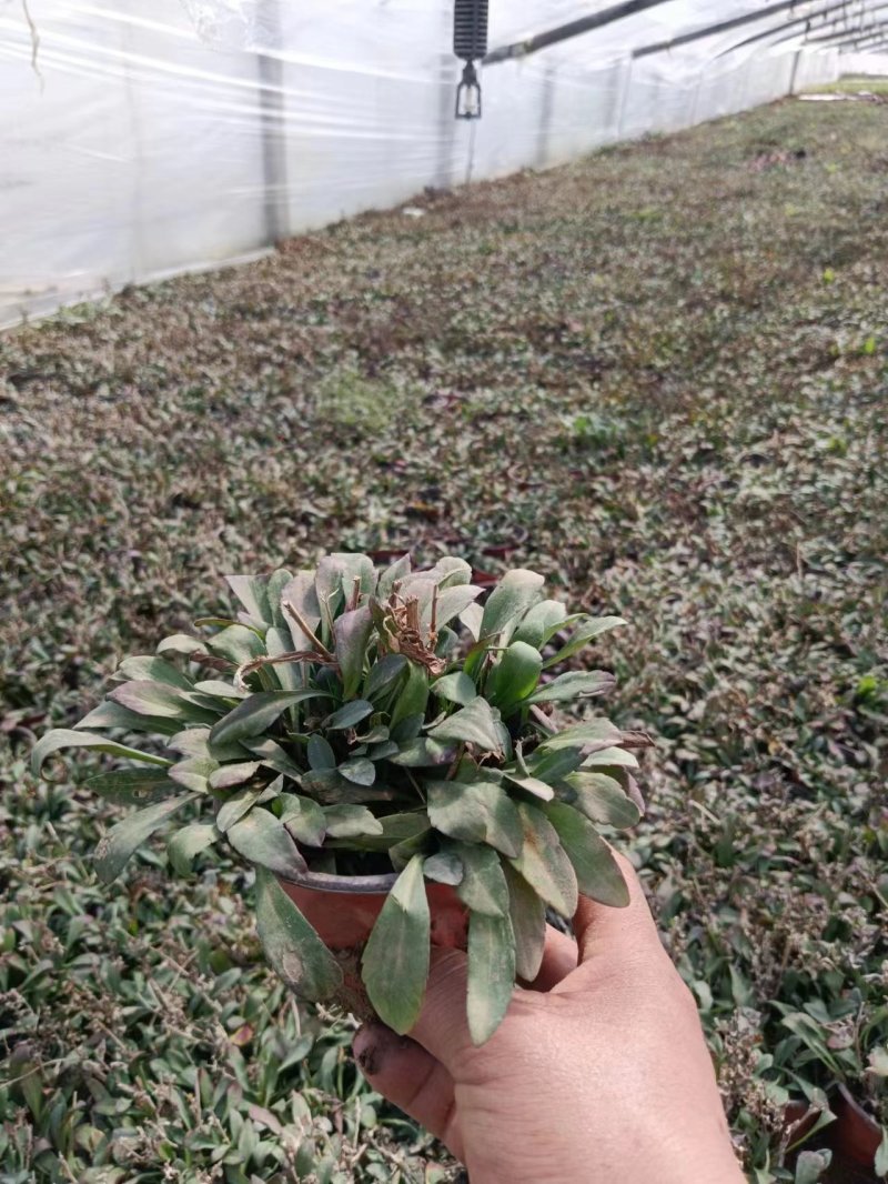 荷兰菊
