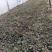 荷兰菊