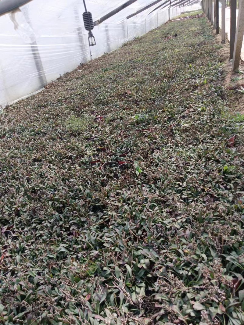荷兰菊