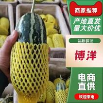 山东青州博洋甜瓜大量上市，商品性好包装加工一体化服务。