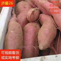 自家红薯基地种植济薯26红皮黄心现挖现发货源充足