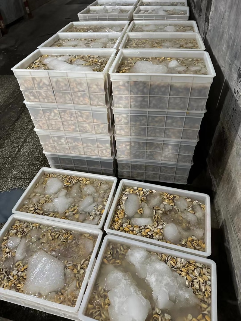海虹肉大量有货，200-230粿粒公斤。需要的老板咨询