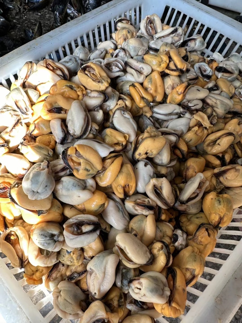 海虹肉大量有货，200-230粿粒公斤。需要的老板咨询