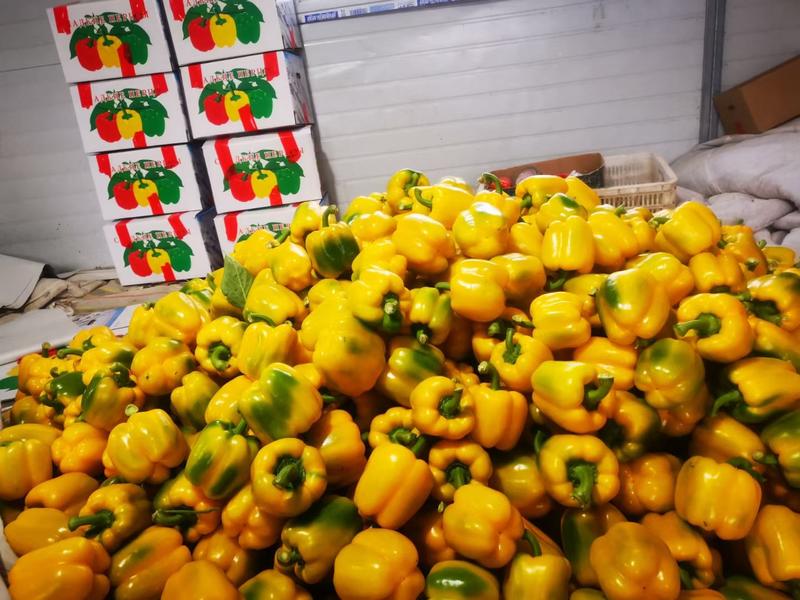 甜椒寿光红黄绿彩椒产地直采对接外贸商超