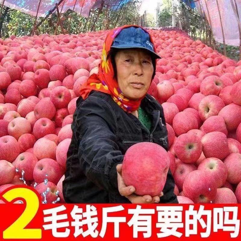 【山东红富士苹果】山东苹果每日更新价格，