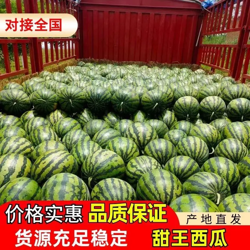 山东青州甜王西瓜大量上市，个大皮薄，产地直销，欢迎选购