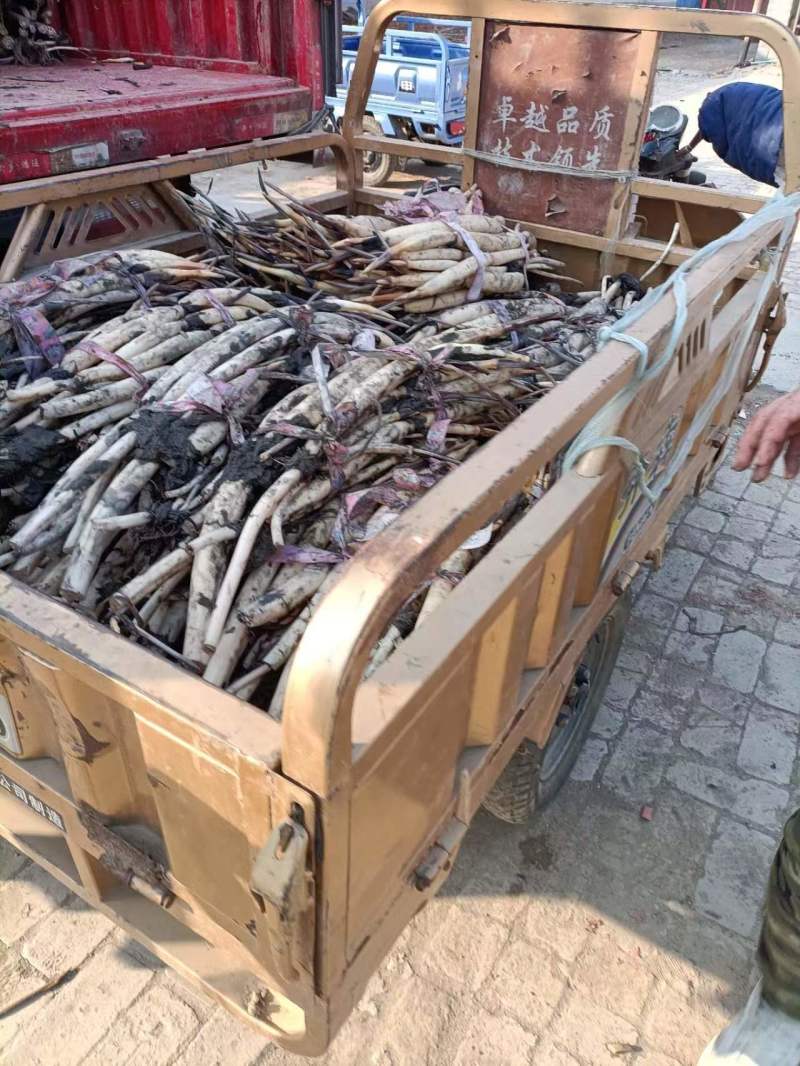 观赏型深水荷花苗，质优价廉，欢迎致电