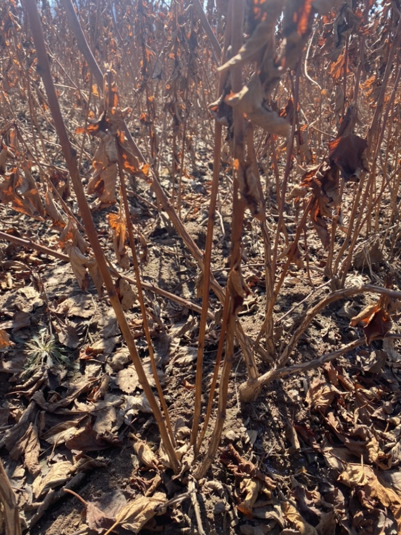 紫叶风箱果60-1米高工程苗绿篱苗优质苗木