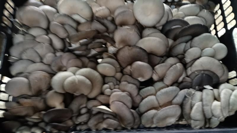 优质平菇`亳州产地一手货`质量保丶大量供应，欢迎来电咨询