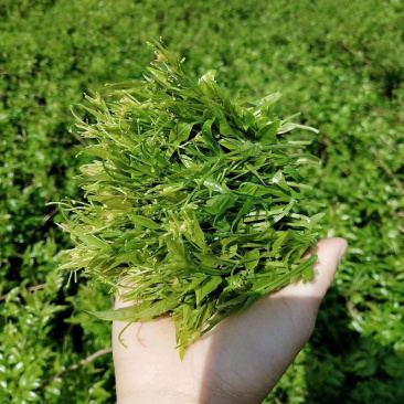 湖南土家莓茶厂家现货