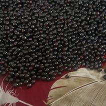 黑珍珠树葡萄