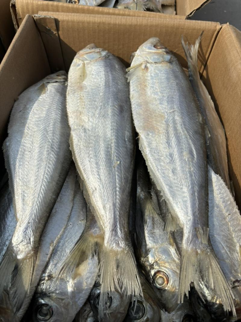 白鳞鱼咸鱼、自身带着油性、蒸、煎、炸产地批发长期供货