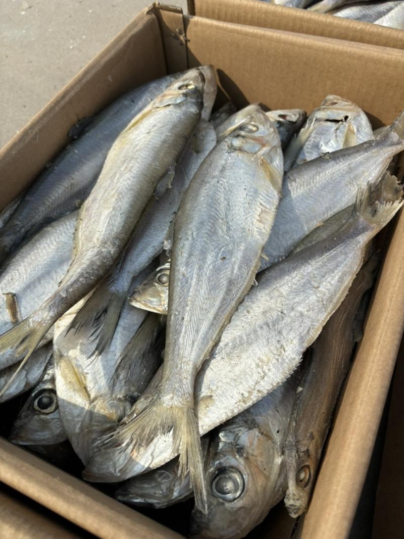 白鳞鱼咸鱼、自身带着油性、蒸、煎、炸产地批发长期供货