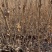 红王子锦带60-1.2米工程绿篱苗