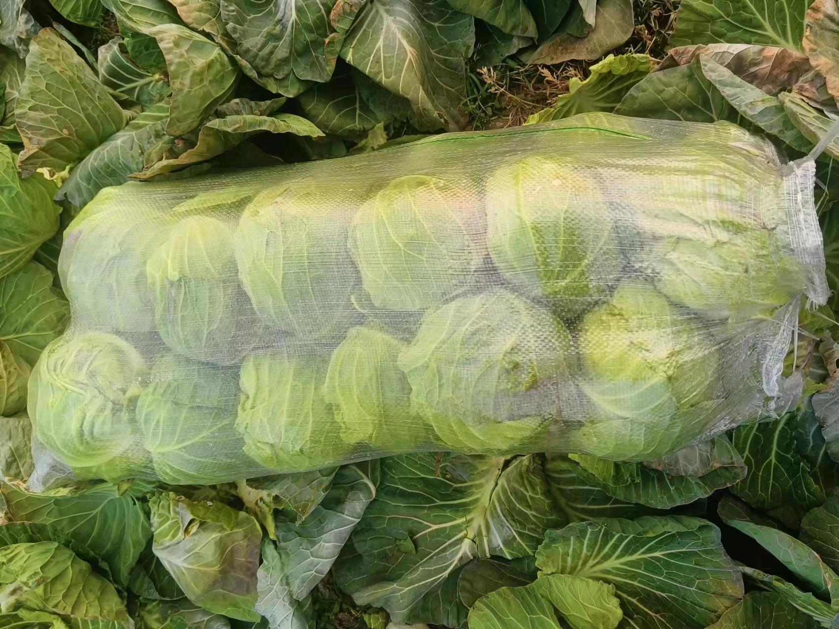 蔬菜种植前的土地整理工作