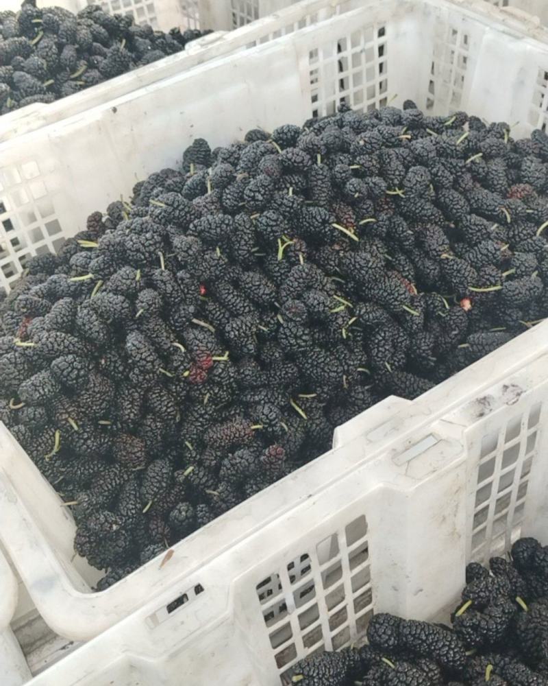 鲜桑椹